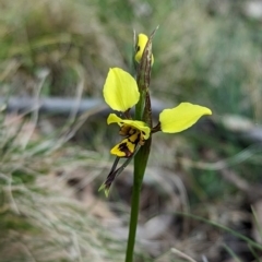 Diuris sulphurea at Wee Jasper, NSW - 3 Nov 2023