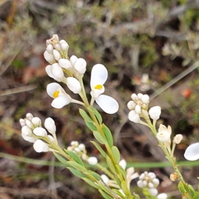 Comesperma ericinum (Heath Milkwort) at Rugosa - 4 Nov 2023 by SenexRugosus