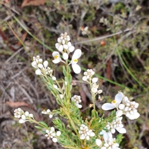 Comesperma ericinum at Yass River, NSW - 4 Nov 2023