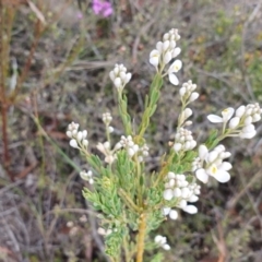 Comesperma ericinum at Yass River, NSW - 4 Nov 2023