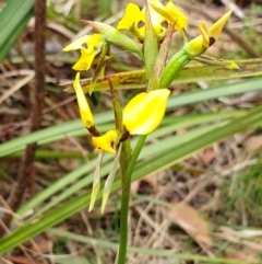 Diuris sulphurea (Tiger Orchid) at Yass River, NSW - 4 Nov 2023 by SenexRugosus