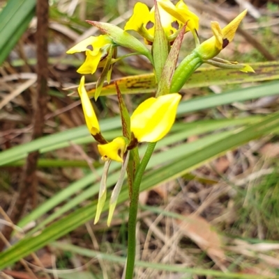 Diuris sulphurea (Tiger Orchid) at Rugosa - 4 Nov 2023 by SenexRugosus