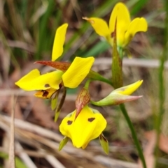 Diuris sulphurea at Yass River, NSW - 4 Nov 2023