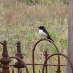 Rhipidura leucophrys (Willie Wagtail) at Braidwood, NSW - 5 Nov 2023 by MatthewFrawley