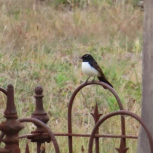 Rhipidura leucophrys at Braidwood, NSW - 5 Nov 2023