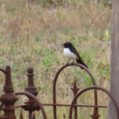 Rhipidura leucophrys (Willie Wagtail) at QPRC LGA - 5 Nov 2023 by MatthewFrawley