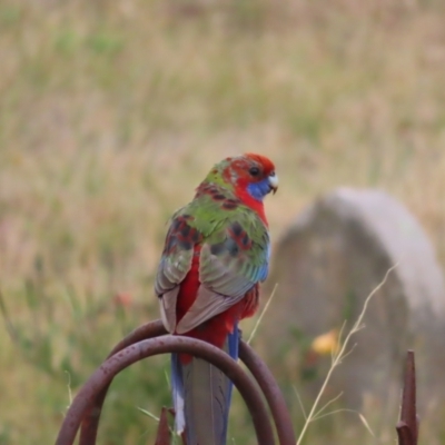 Platycercus elegans (Crimson Rosella) at QPRC LGA - 5 Nov 2023 by MatthewFrawley