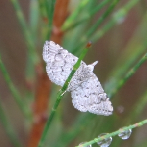 Metasia (genus) at Moruya, NSW - suppressed