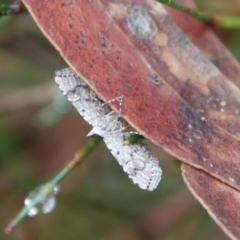 Metasia (genus) at Moruya, NSW - 5 Nov 2023