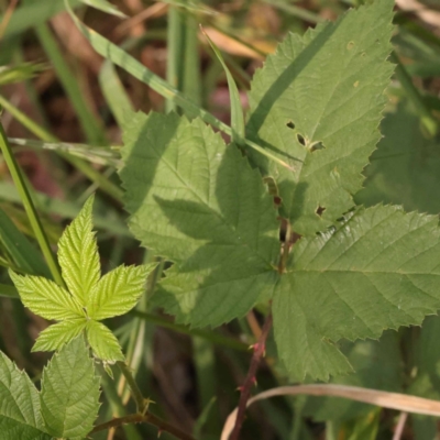 Rubus anglocandicans (Blackberry) at Lake Burley Griffin West - 3 Nov 2023 by ConBoekel