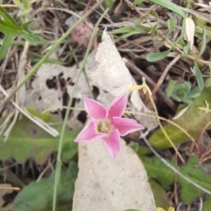 Convolvulus angustissimus subsp. angustissimus at Belconnen, ACT - 5 Nov 2023 12:54 PM