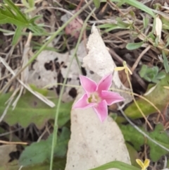 Convolvulus angustissimus subsp. angustissimus at Belconnen, ACT - 5 Nov 2023 12:54 PM