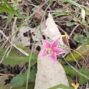 Convolvulus angustissimus subsp. angustissimus at Belconnen, ACT - 5 Nov 2023 12:54 PM