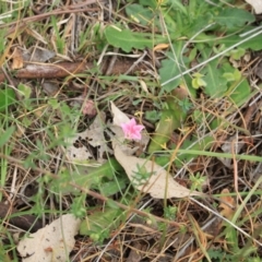 Convolvulus angustissimus subsp. angustissimus at Belconnen, ACT - 5 Nov 2023 12:54 PM