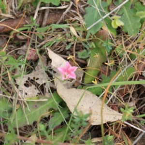 Convolvulus angustissimus subsp. angustissimus at Belconnen, ACT - 5 Nov 2023