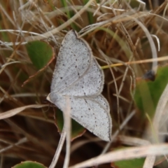 Taxeotis intermixtaria (Dark-edged Taxeotis) at Mongarlowe River - 5 Nov 2023 by LisaH