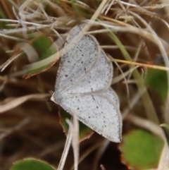 Taxeotis intermixtaria at Mongarlowe, NSW - 5 Nov 2023