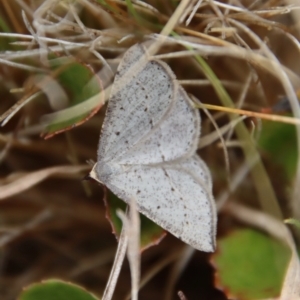 Taxeotis intermixtaria at Mongarlowe, NSW - 5 Nov 2023