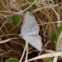 Taxeotis intermixtaria at Mongarlowe, NSW - 5 Nov 2023