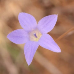 Wahlenbergia capillaris (Tufted Bluebell) at Lake Burley Griffin West - 3 Nov 2023 by ConBoekel