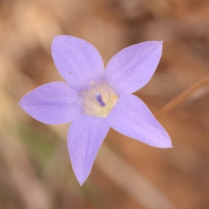 Wahlenbergia capillaris at Yarralumla, ACT - 3 Nov 2023