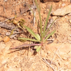 Wahlenbergia capillaris at Yarralumla, ACT - 3 Nov 2023