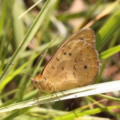 Heteronympha merope (Common Brown Butterfly) at Yarralumla, ACT - 3 Nov 2023 by ConBoekel