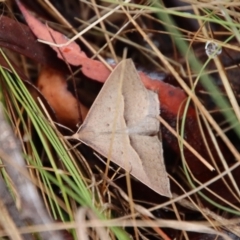 Epidesmia hypenaria (Long-nosed Epidesmia) at Mongarlowe River - 5 Nov 2023 by LisaH