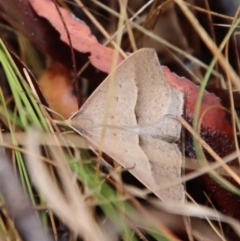 Epidesmia hypenaria at Mongarlowe, NSW - 5 Nov 2023