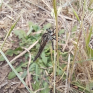 Asilinae sp. (subfamily) at Molonglo River Reserve - 5 Nov 2023