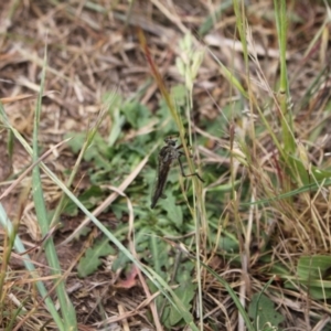 Asilinae sp. (subfamily) at Molonglo River Reserve - 5 Nov 2023