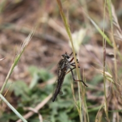 Asilinae sp. (subfamily) at Molonglo River Reserve - 5 Nov 2023