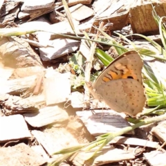 Junonia villida (Meadow Argus) at Lake Burley Griffin West - 3 Nov 2023 by ConBoekel