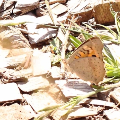 Junonia villida (Meadow Argus) at Blue Gum Point to Attunga Bay - 3 Nov 2023 by ConBoekel