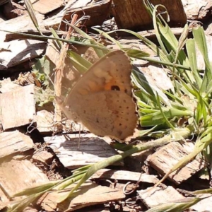 Junonia villida at Yarralumla, ACT - 3 Nov 2023