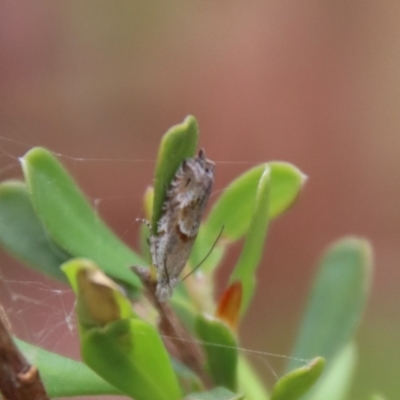Holocola honesta (A Tortricid moth (Eucosmini) at Mongarlowe, NSW - 5 Nov 2023 by LisaH