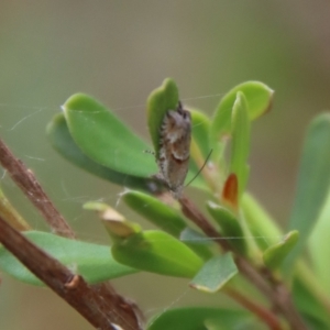 Glyphipterix (genus) at Mongarlowe, NSW - suppressed