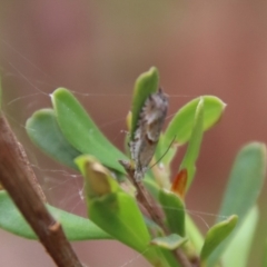 Glyphipterix (genus) at Mongarlowe, NSW - suppressed