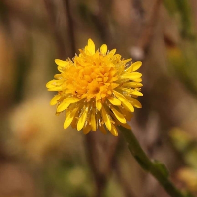 Calotis lappulacea (Yellow Burr Daisy) at Yarralumla, ACT - 3 Nov 2023 by ConBoekel