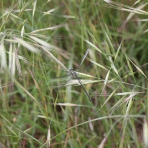 Austroargiolestes icteromelas at Molonglo River Reserve - 5 Nov 2023 02:28 PM