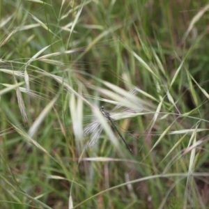 Austroargiolestes icteromelas at Molonglo River Reserve - 5 Nov 2023