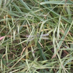 Austroargiolestes icteromelas at Molonglo River Reserve - 5 Nov 2023