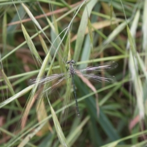 Austroargiolestes icteromelas at Molonglo River Reserve - 5 Nov 2023