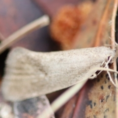 Unidentified Moth (Lepidoptera) at Mongarlowe River - 5 Nov 2023 by LisaH