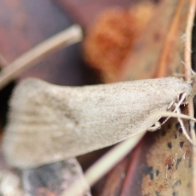 Unidentified Moth (Lepidoptera) at Mongarlowe River - 5 Nov 2023 by LisaH