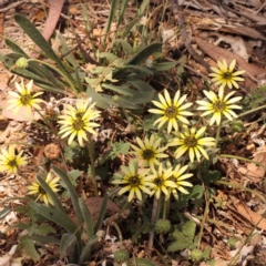 Arctotheca calendula (Capeweed, Cape Dandelion) at Lake Burley Griffin West - 3 Nov 2023 by ConBoekel