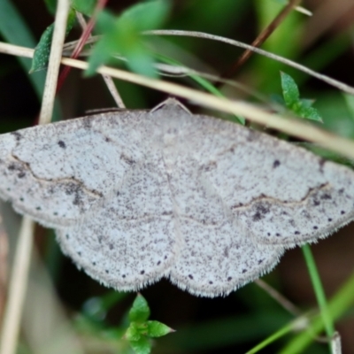Taxeotis intextata (Looper Moth, Grey Taxeotis) at Mongarlowe River - 5 Nov 2023 by LisaH