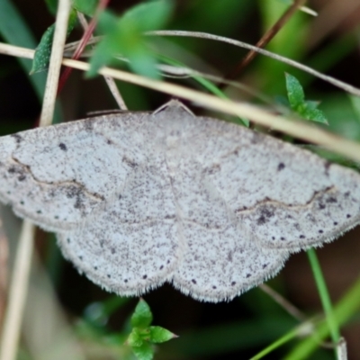 Taxeotis intextata (Looper Moth, Grey Taxeotis) at QPRC LGA - 5 Nov 2023 by LisaH