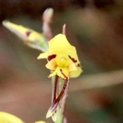 Diuris sulphurea (Tiger Orchid) at QPRC LGA - 5 Nov 2023 by LisaH