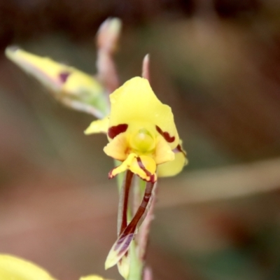 Diuris sulphurea (Tiger Orchid) at Northangera, NSW - 5 Nov 2023 by LisaH